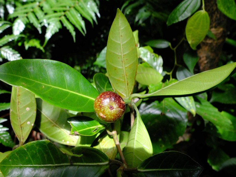 Ficus nervosa subsp. pubinervis