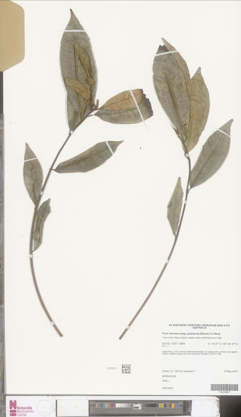 Ficus nervosa subsp. pubinervis photo 2