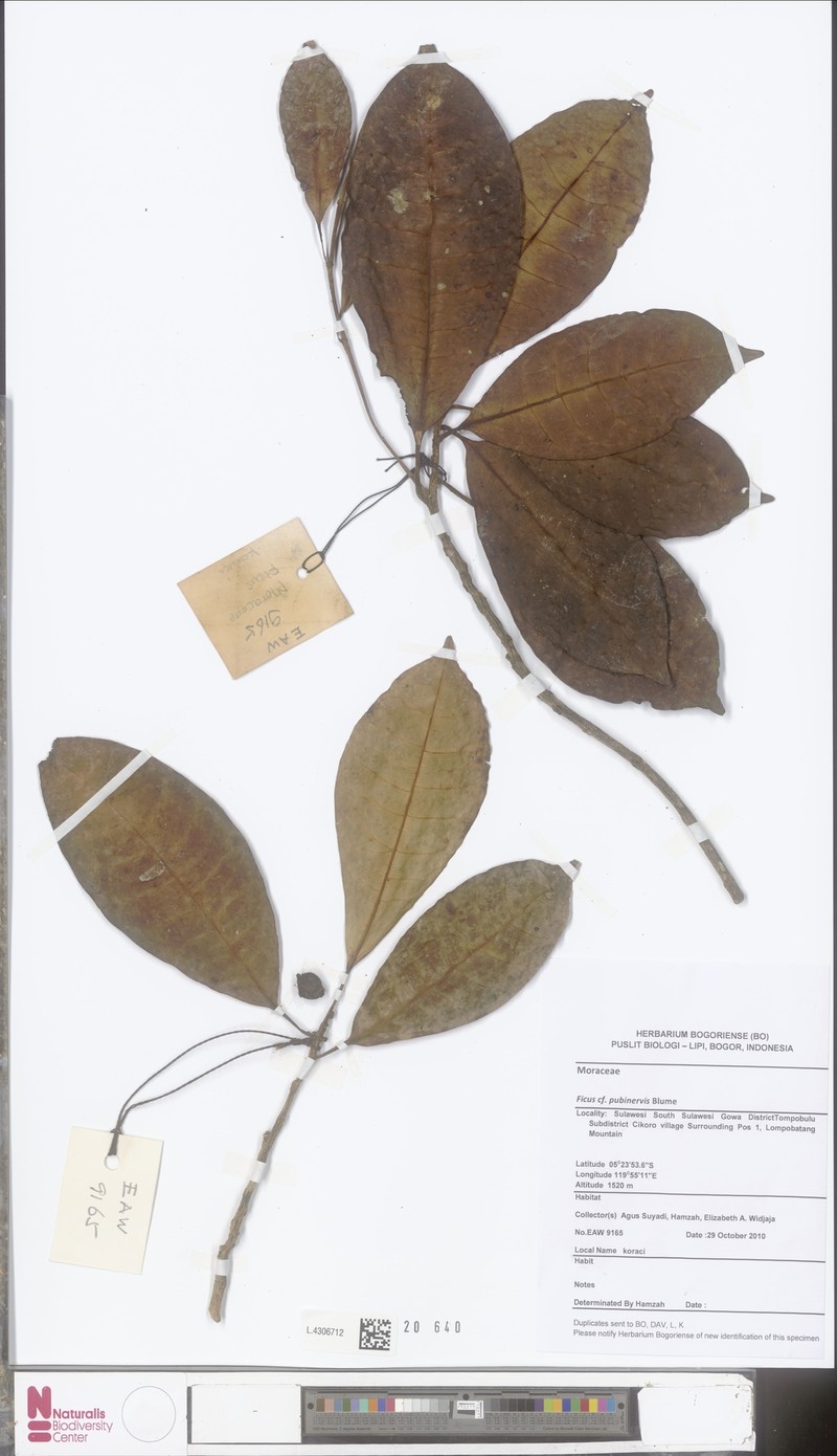Ficus nervosa subsp. pubinervis photo 3