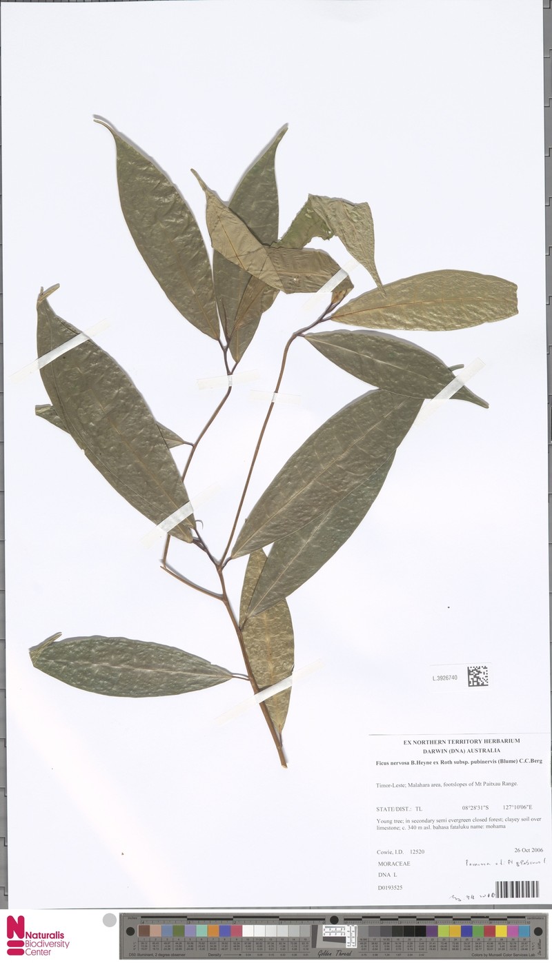 Ficus nervosa subsp. pubinervis photo 4