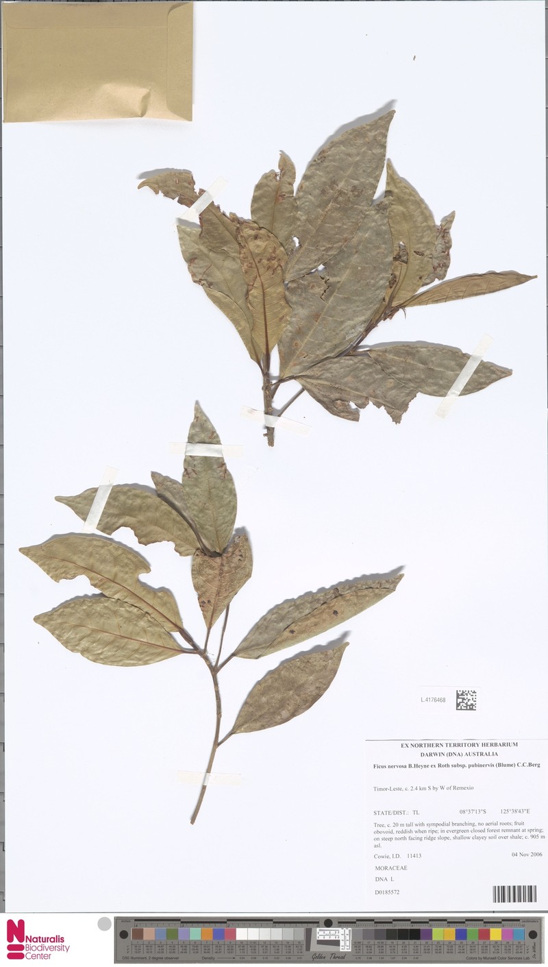 Ficus nervosa subsp. pubinervis photo 5
