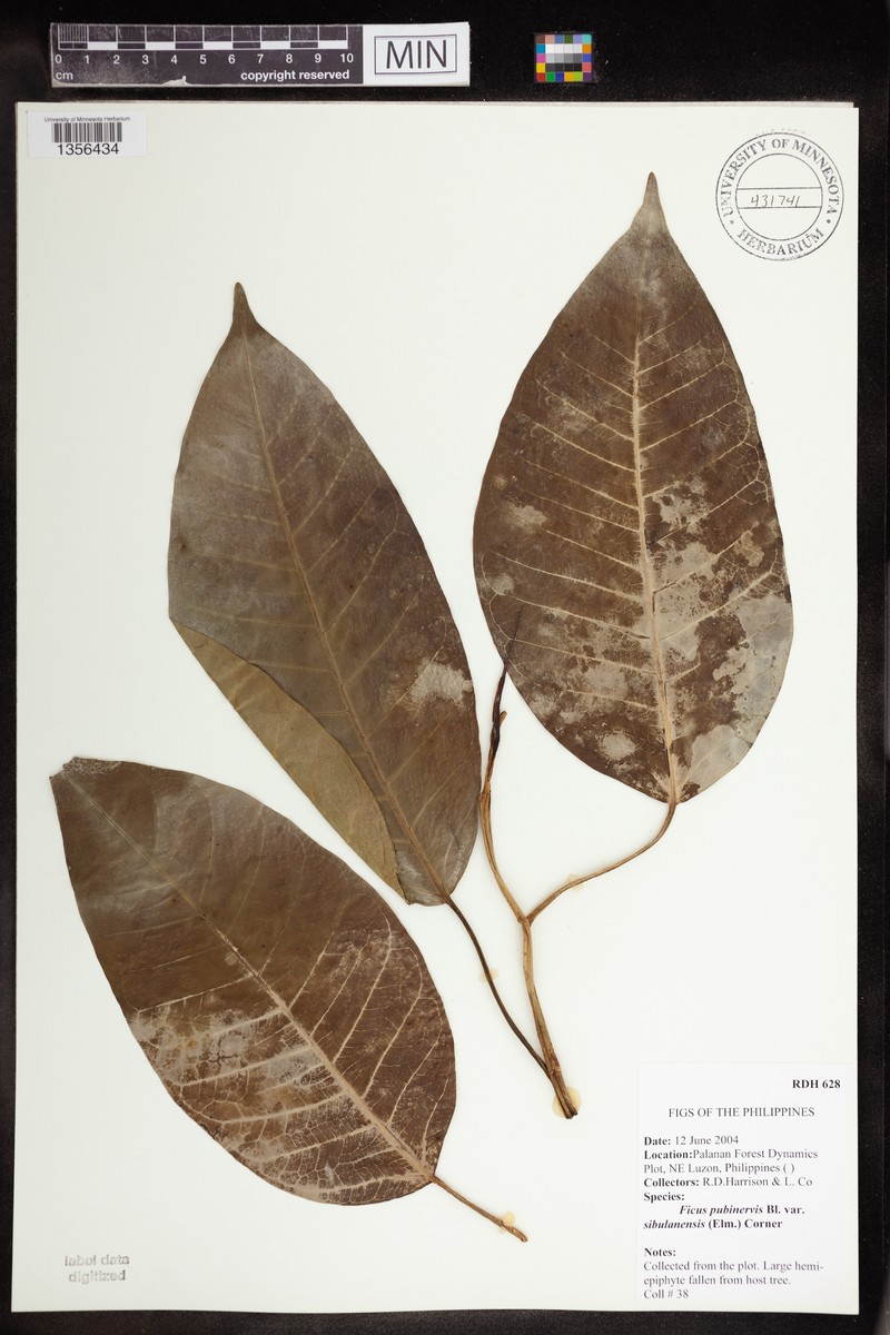 Ficus nervosa subsp. pubinervis photo 6