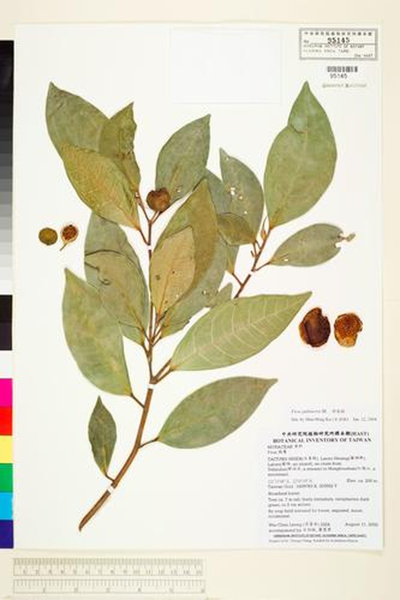Ficus nervosa subsp. pubinervis photo 7