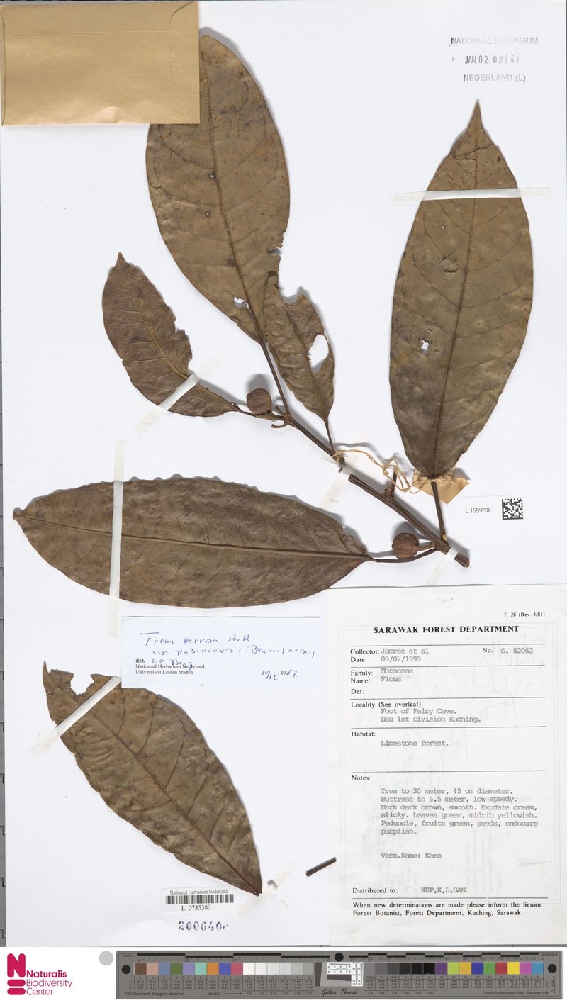 Ficus nervosa subsp. pubinervis photo 8
