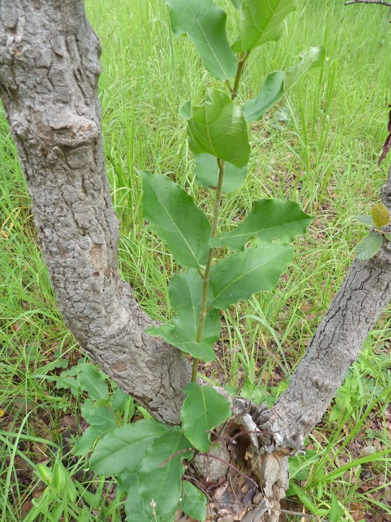 Ficus nigropunctata