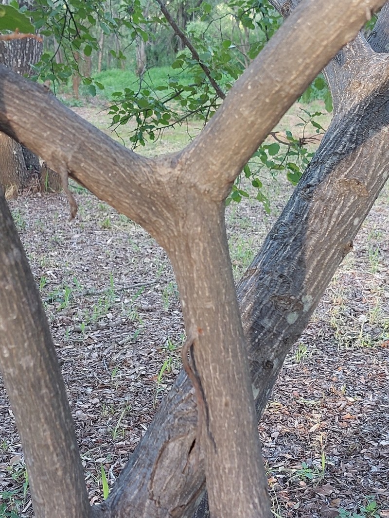 Ficus nigropunctata photo 2