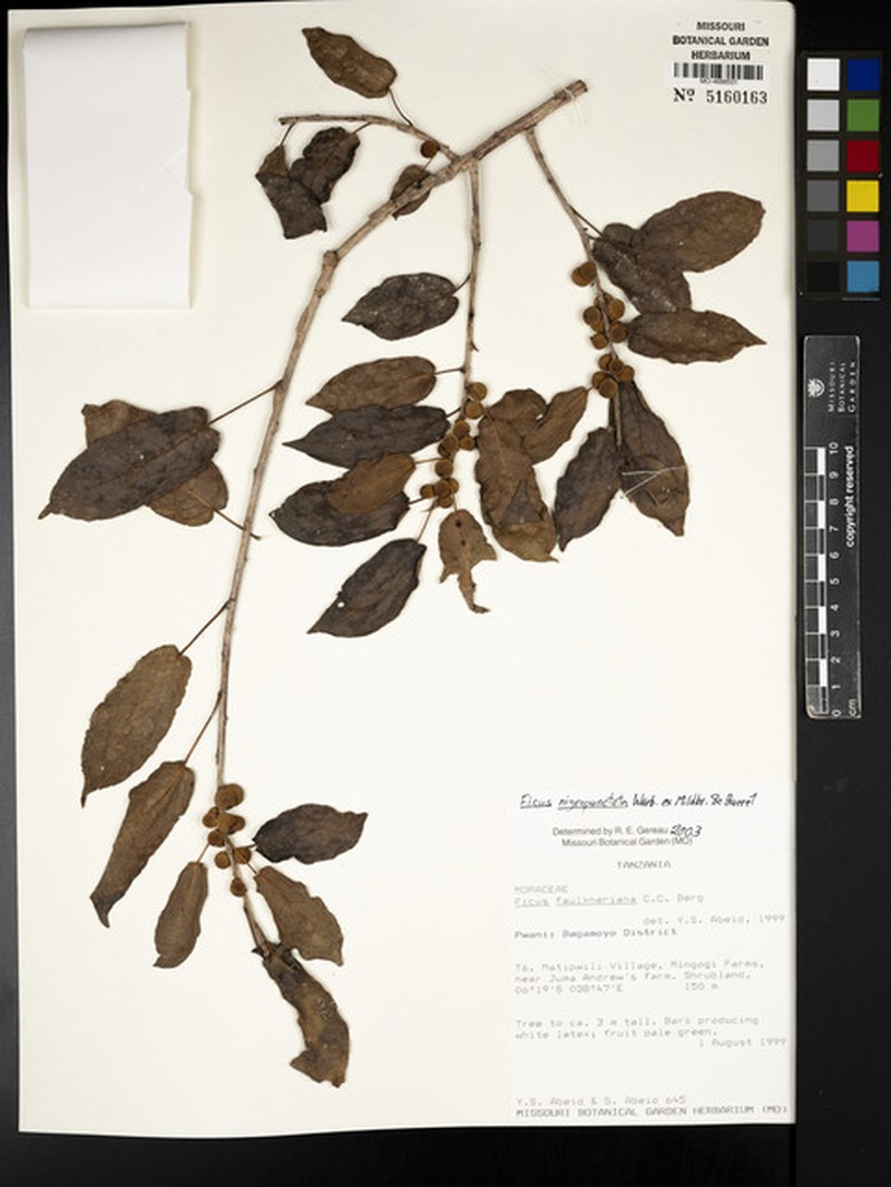 Ficus nigropunctata photo 4