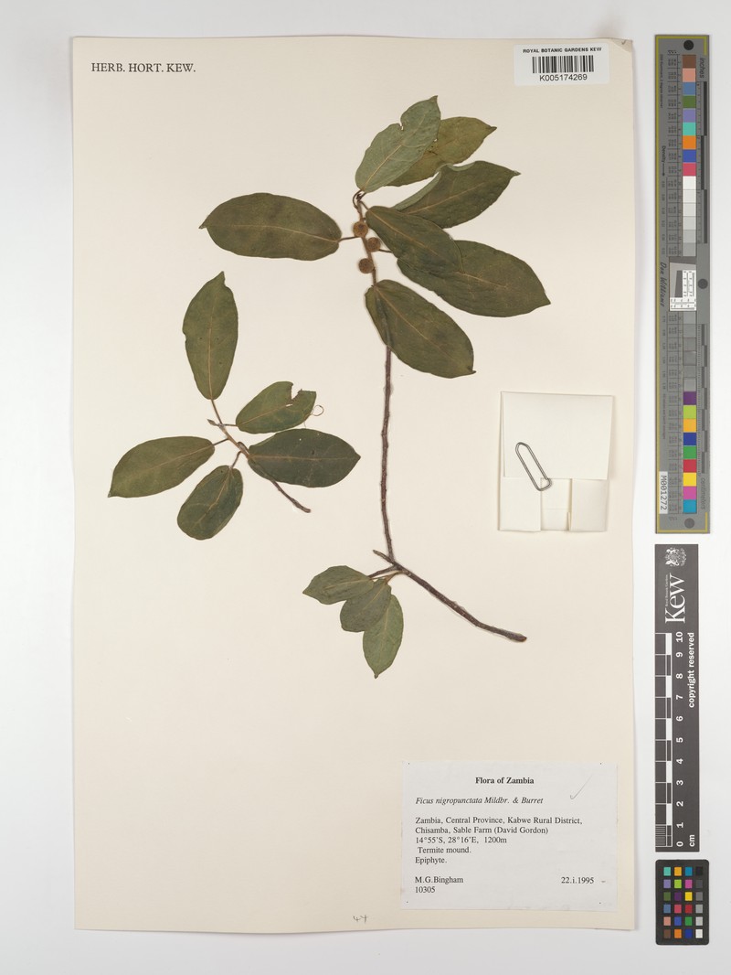 Ficus nigropunctata photo 5