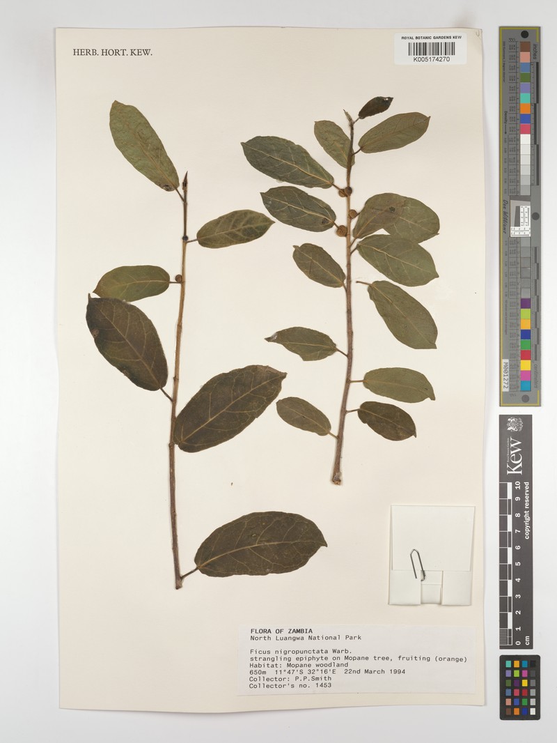 Ficus nigropunctata photo 6