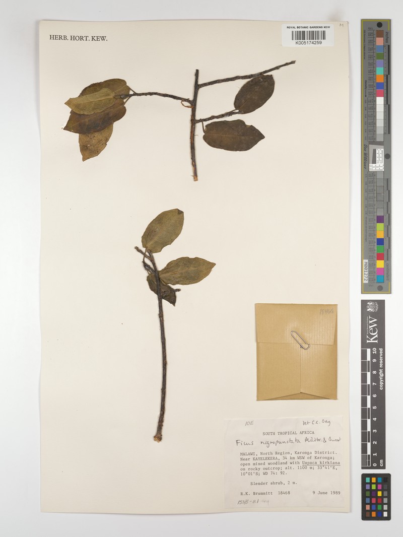 Ficus nigropunctata photo 7