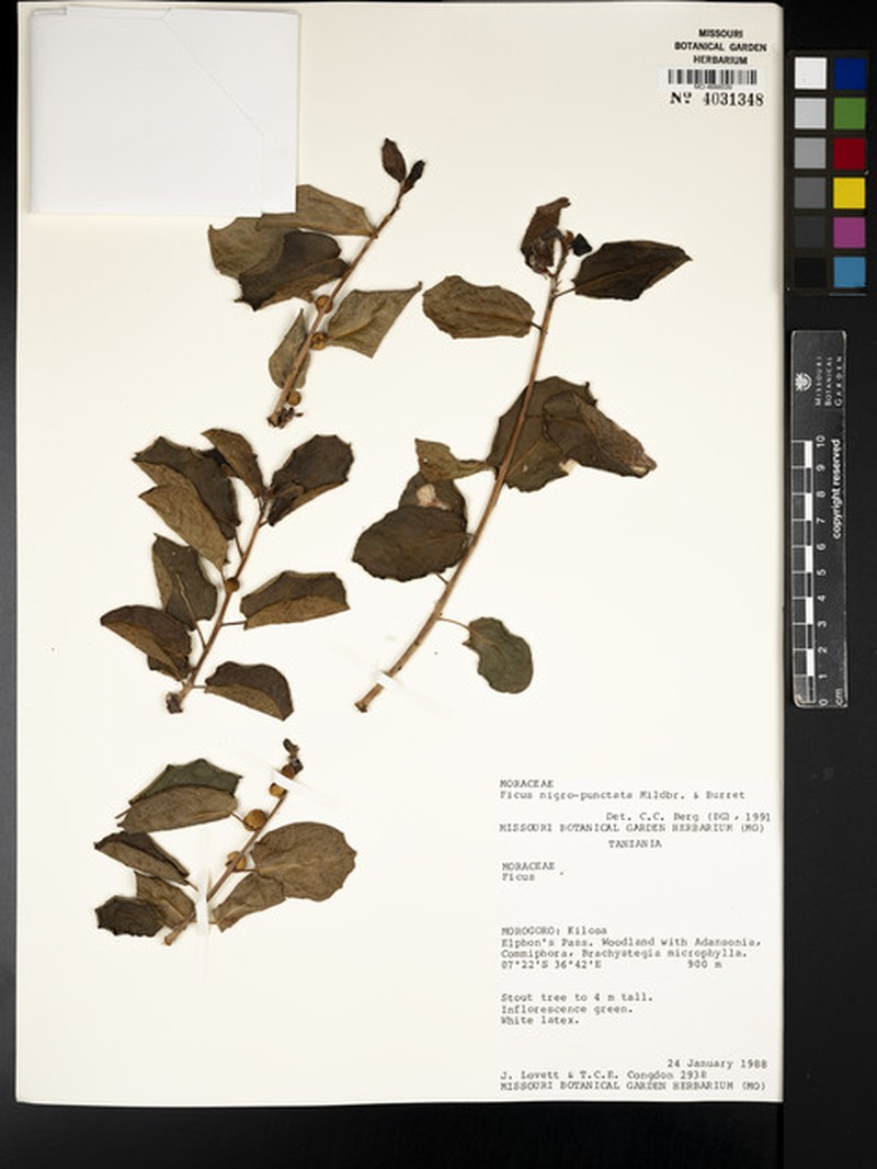 Ficus nigropunctata photo 8