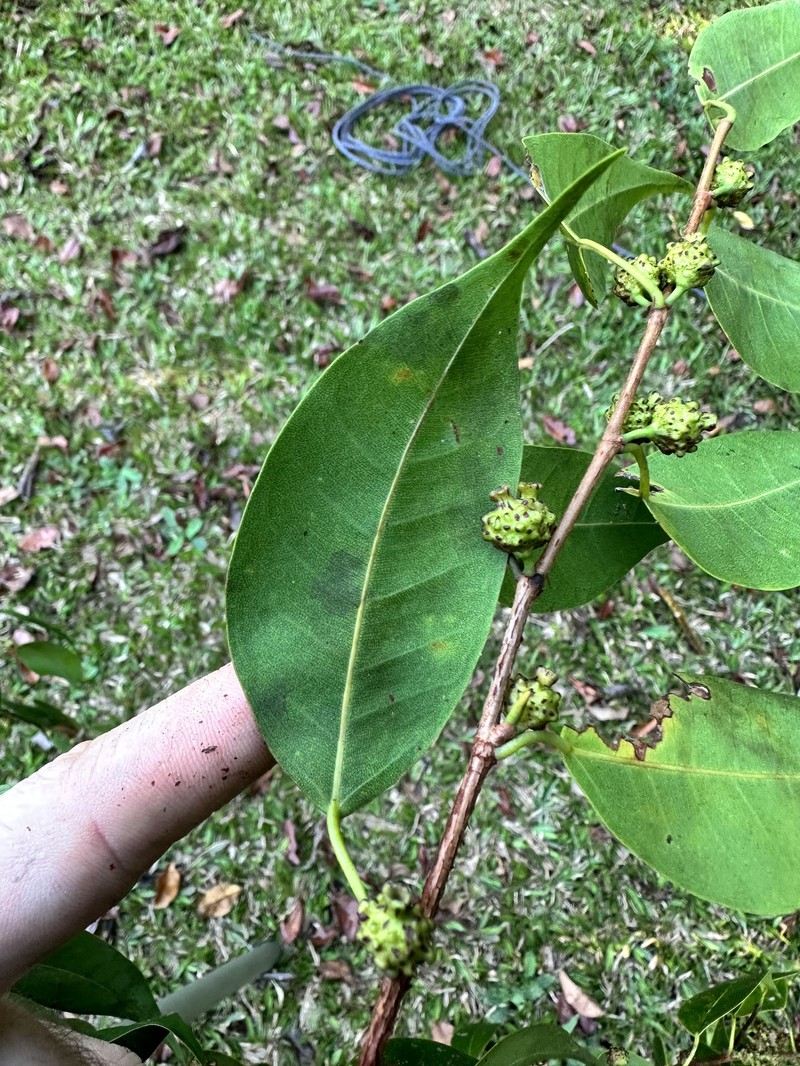 Ficus nigrotuberculata photo 2