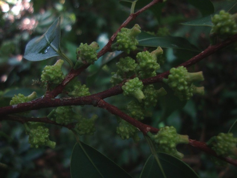 Ficus nigrotuberculata photo 3
