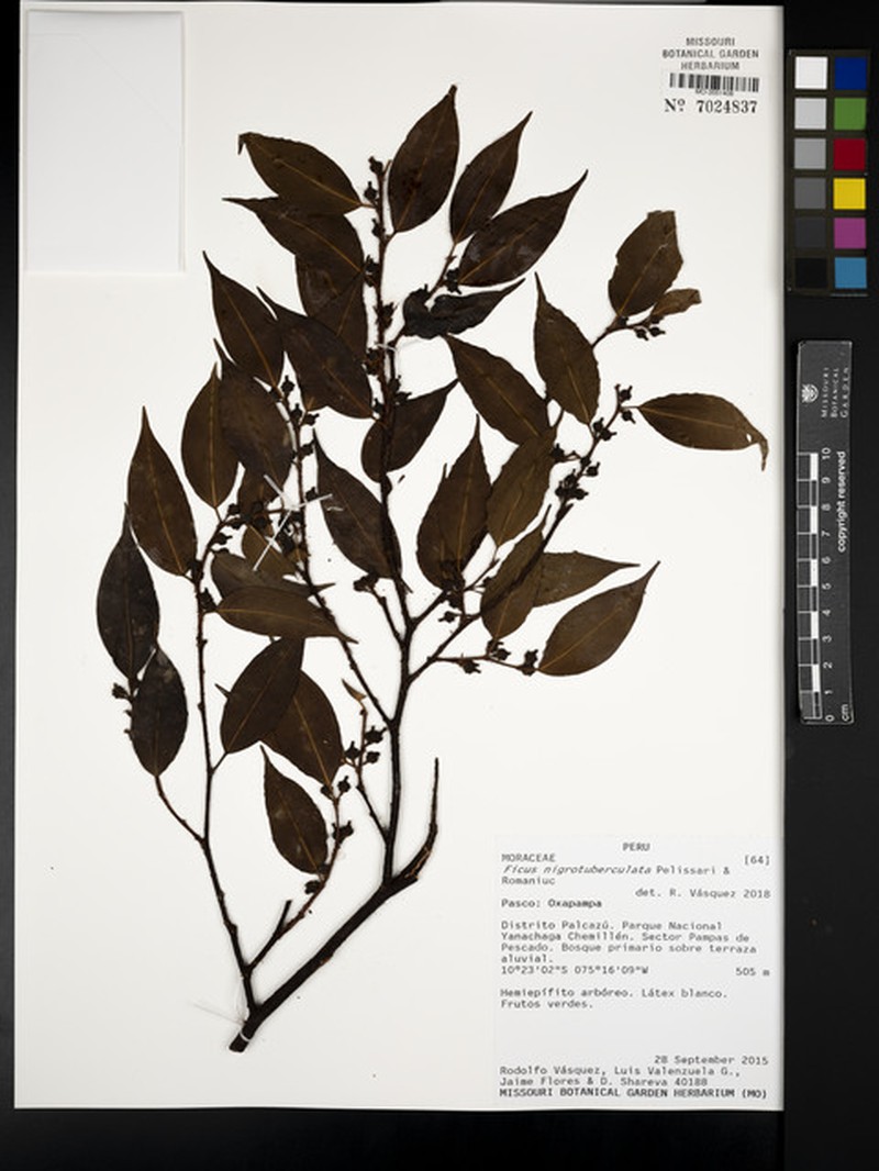 Ficus nigrotuberculata photo 4