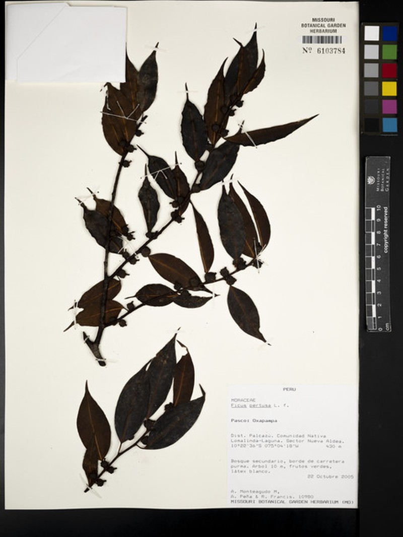 Ficus nigrotuberculata photo 5