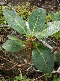 Ficus nishimurae