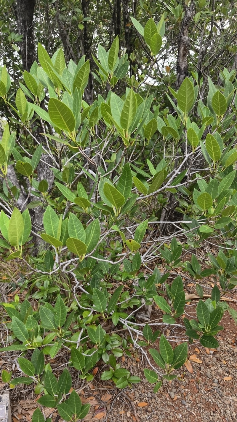 Ficus nishimurae photo 2