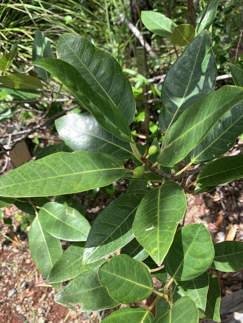Ficus nishimurae photo 3