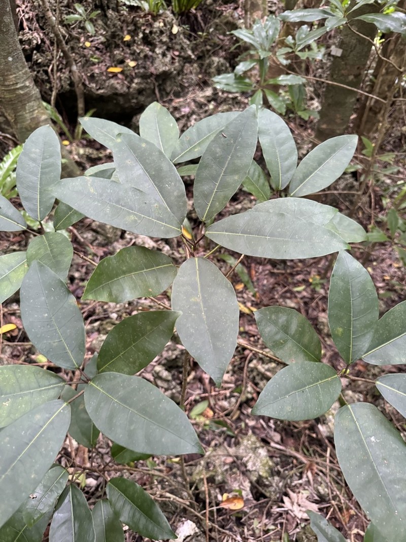 Ficus nishimurae photo 4
