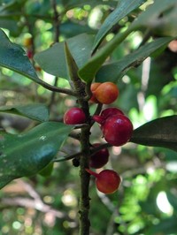 Ficus nitidifolia