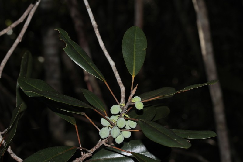 Ficus nitidifolia photo 2