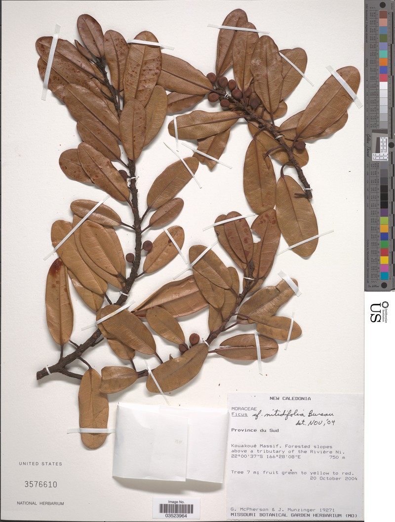 Ficus nitidifolia photo 3