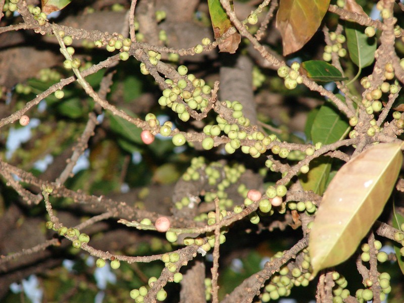 Tibig photo 6