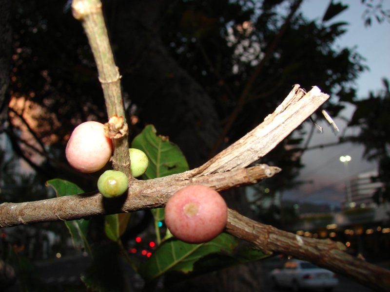 Tibig photo 8