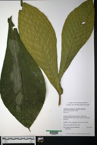 Ficus novae-georgiae
