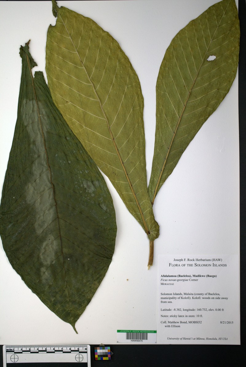 Ficus novae-georgiae
