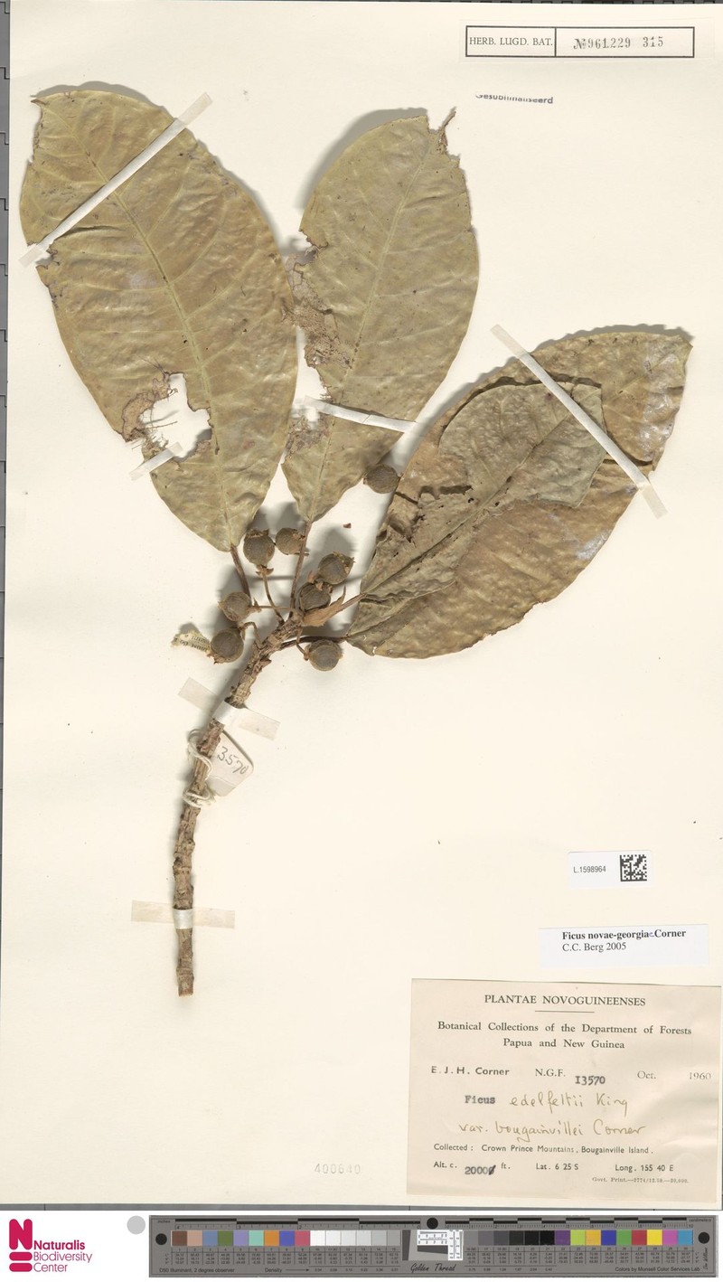 Ficus novae-georgiae photo 2