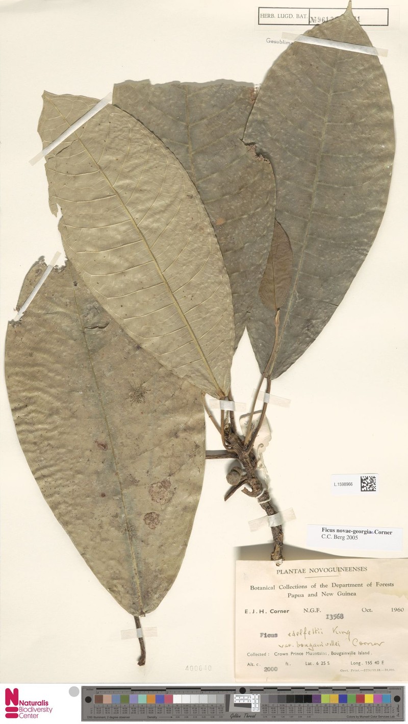 Ficus novae-georgiae photo 3