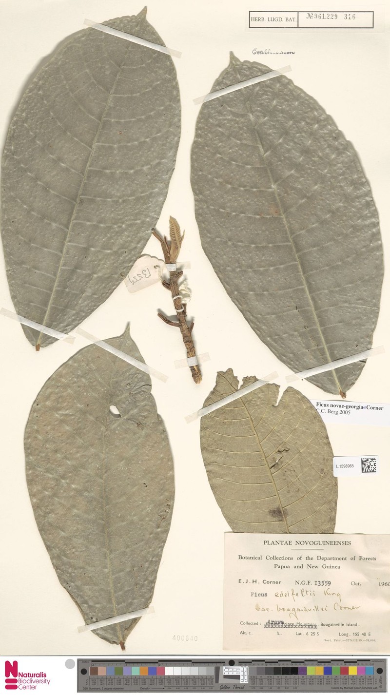 Ficus novae-georgiae photo 4
