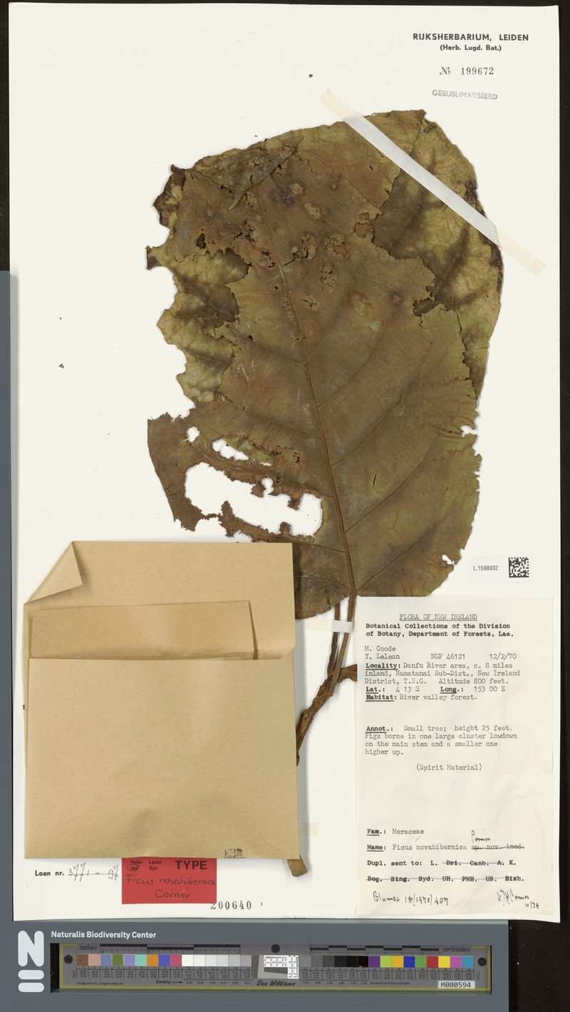 Ficus novahibernica