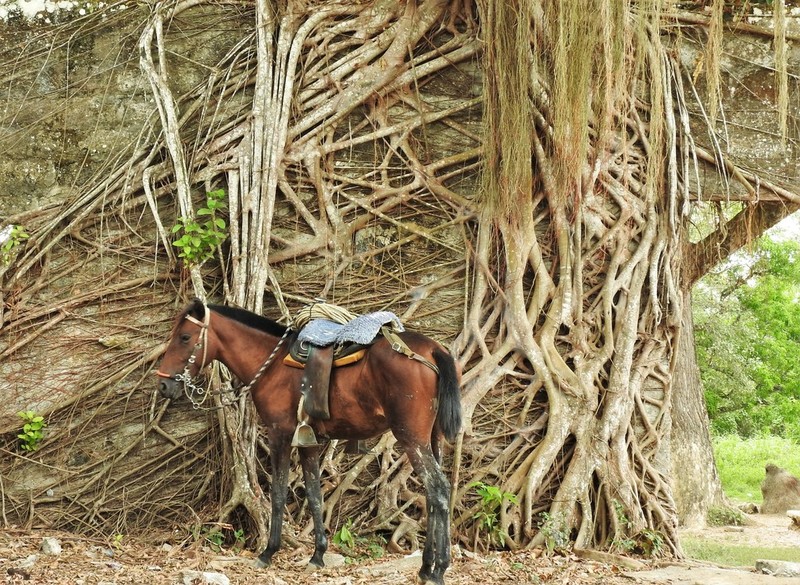 Ficus nymphaeifolia photo 2
