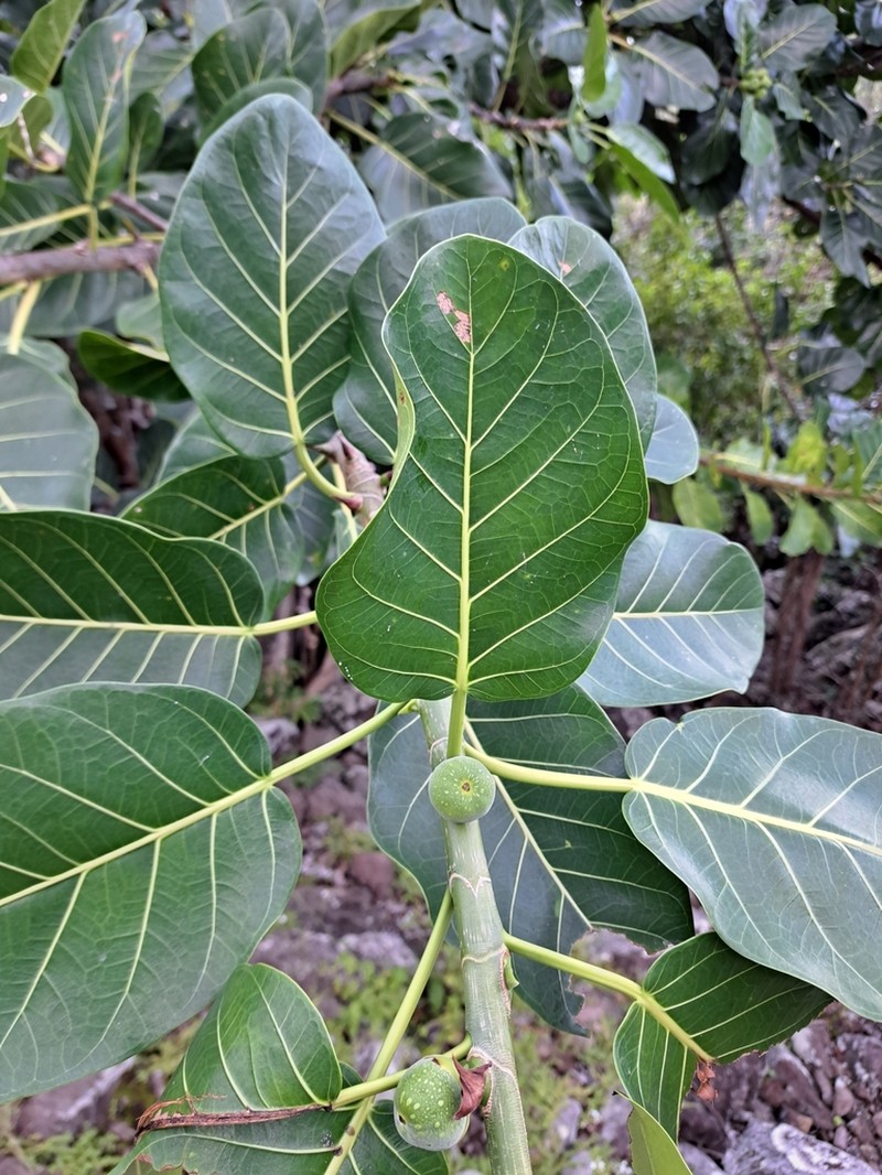 Ficus nymphaeifolia photo 3