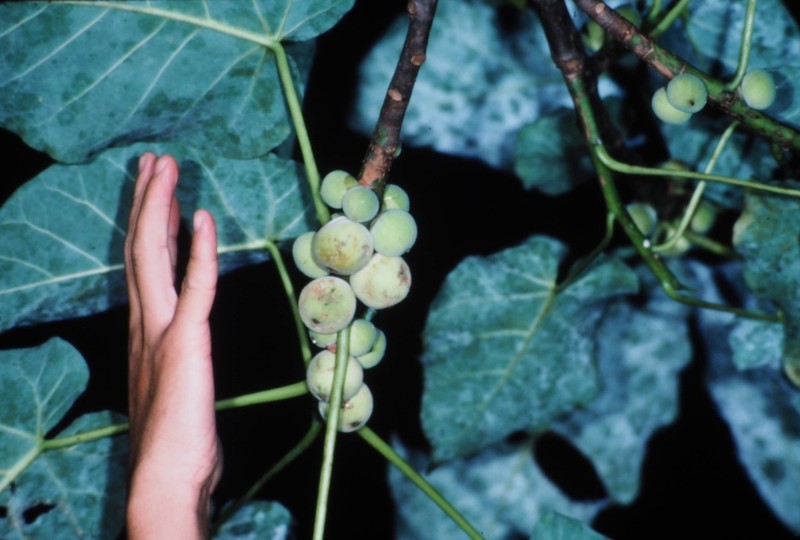 Ficus nymphaeifolia photo 4