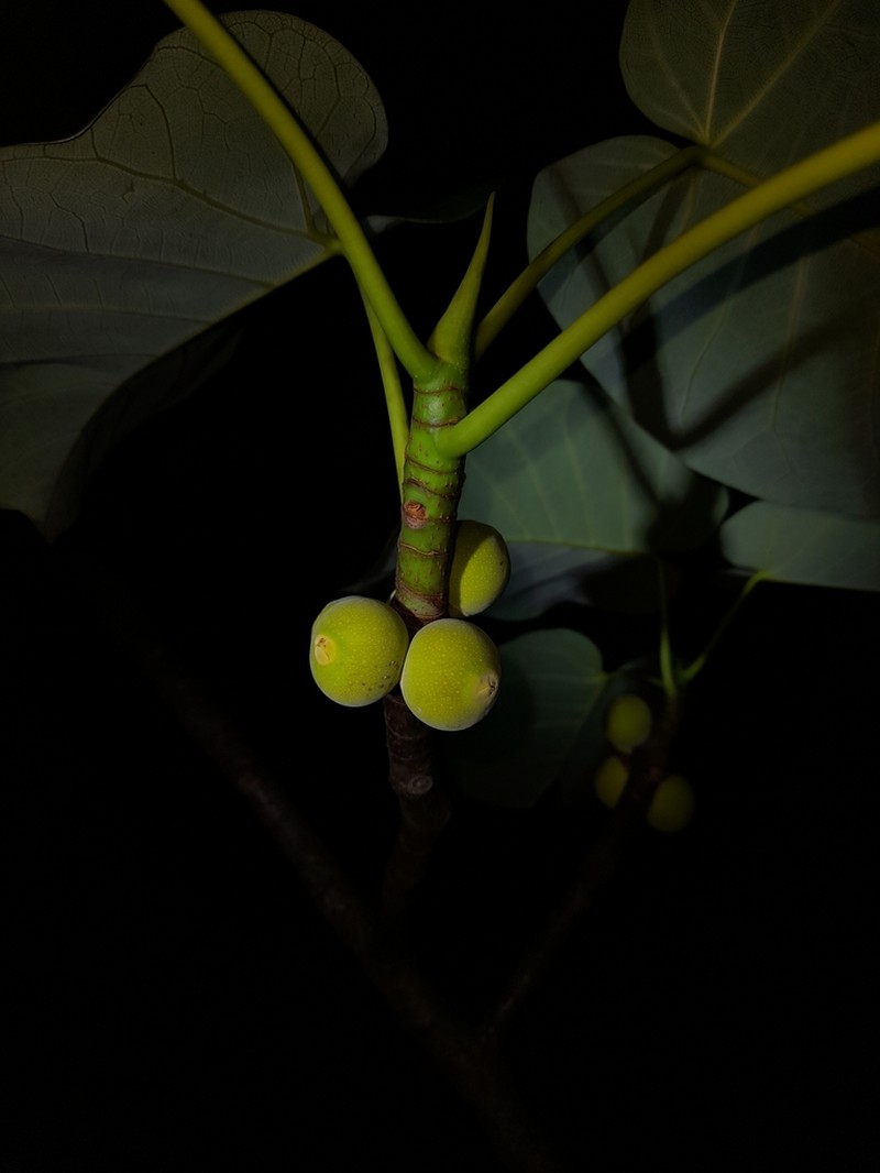Ficus nymphaeifolia photo 5