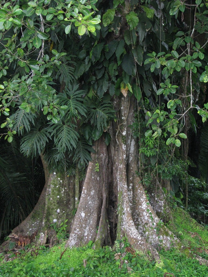 Ficus nymphaeifolia photo 6