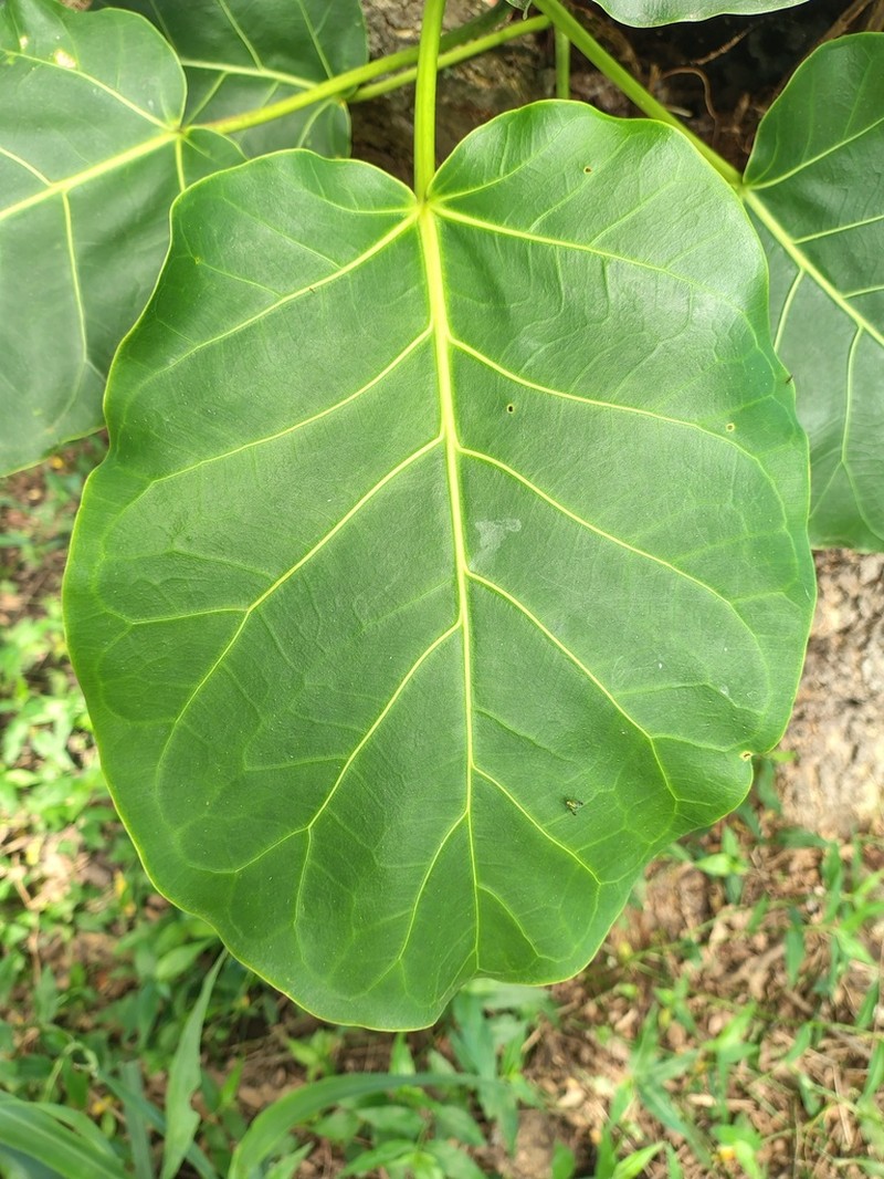 Ficus nymphaeifolia photo 7