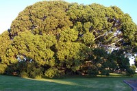 Ficus obliqua