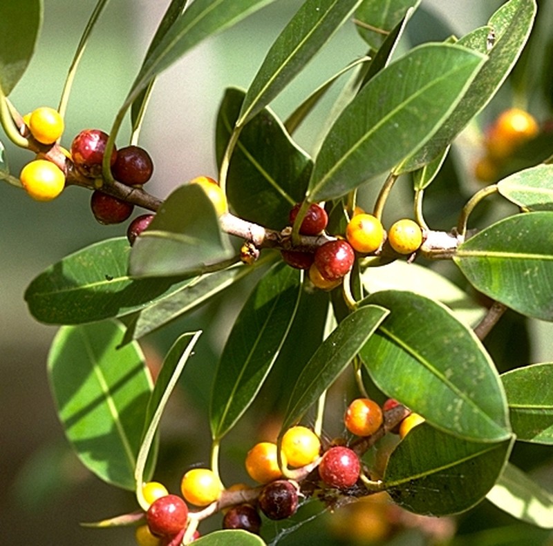 Ficus obliqua photo 2