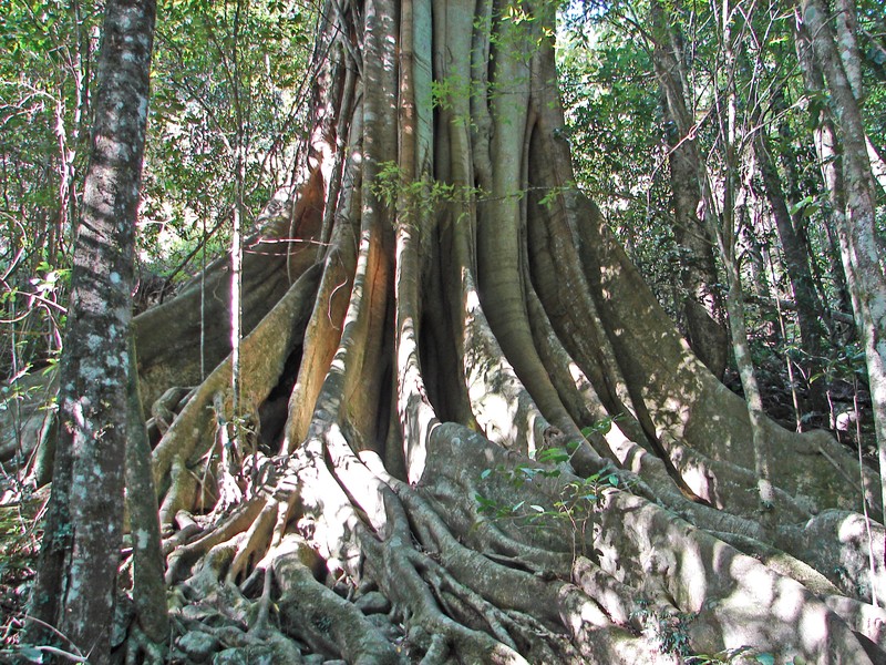 Ficus obliqua photo 3