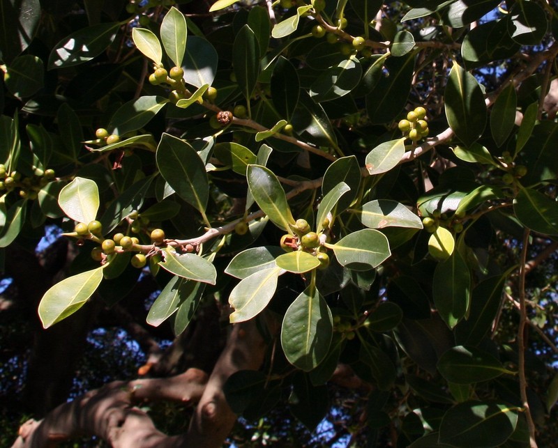 Ficus obliqua photo 4