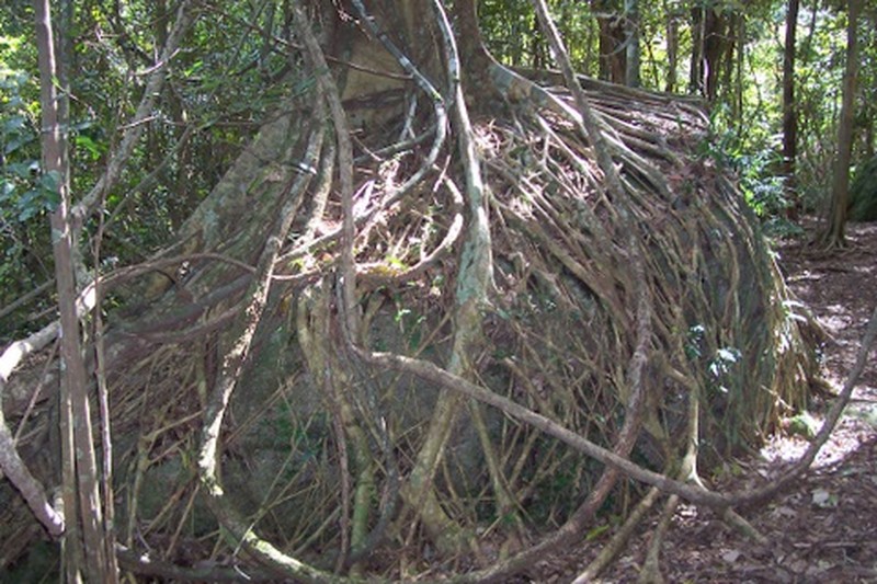 Ficus obliqua photo 5