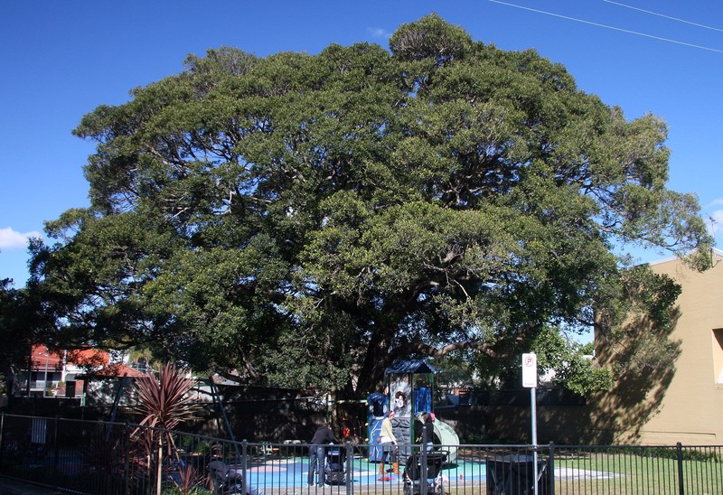 Ficus obliqua photo 6