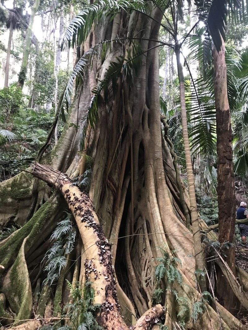 Ficus obliqua photo 7