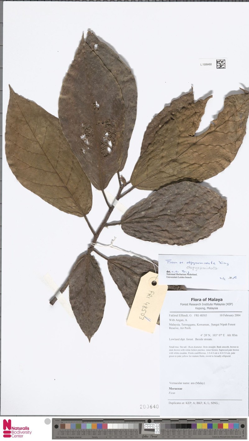 Ficus obpyramidata photo 2