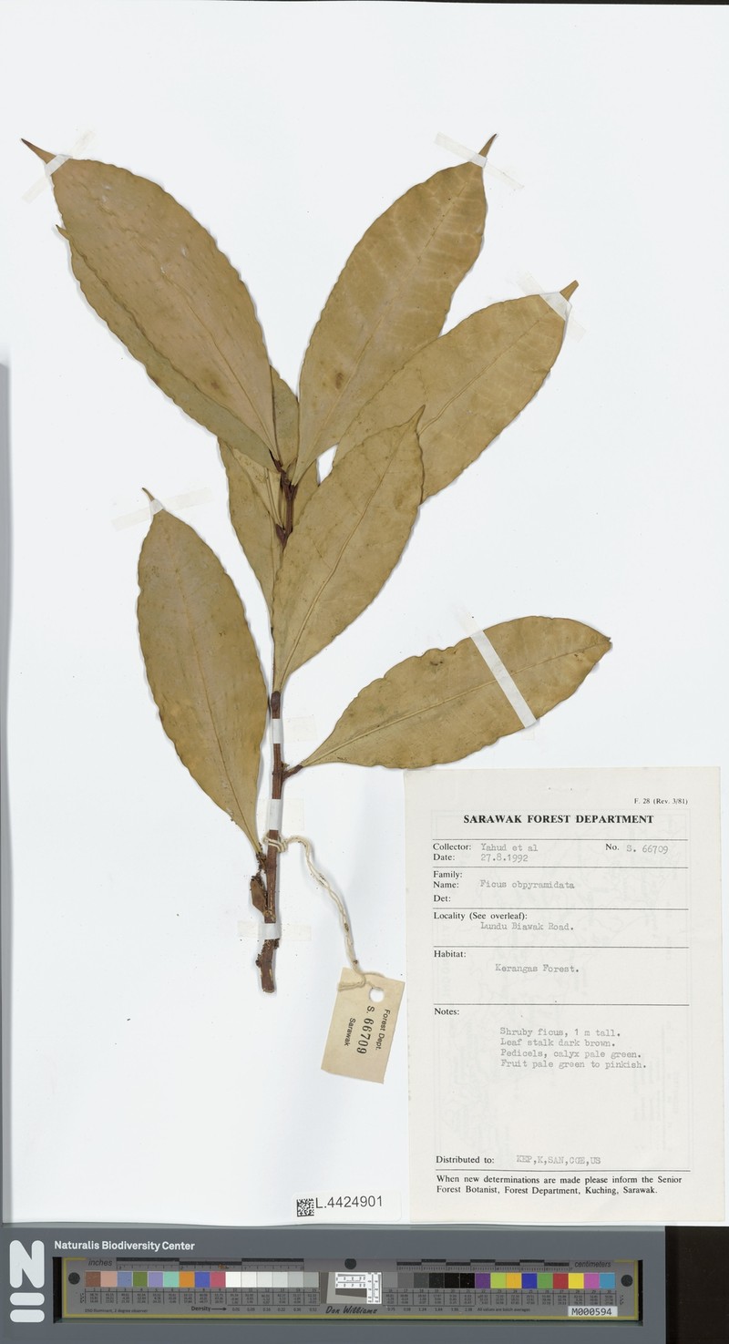 Ficus obpyramidata photo 3