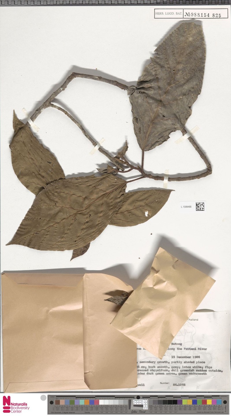 Ficus obpyramidata photo 4